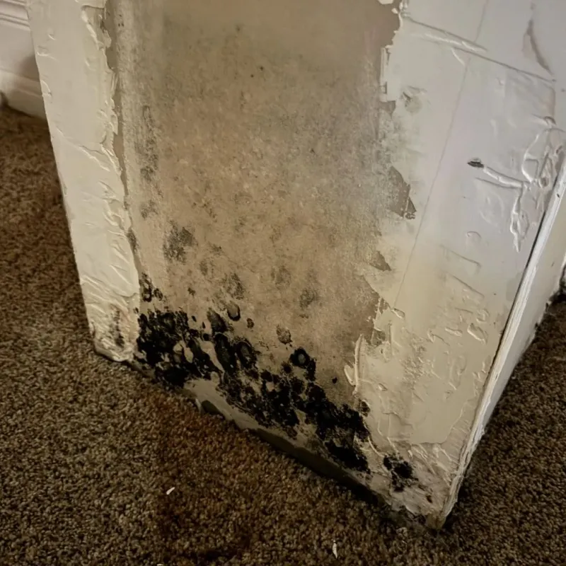 Professional Mold Removal in Fairfax, VA